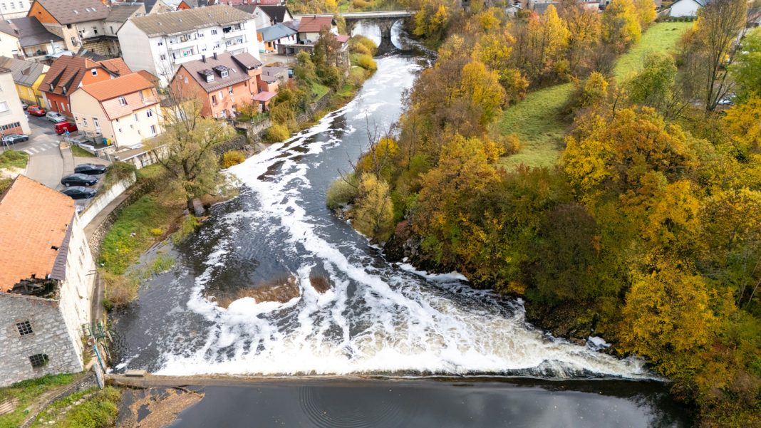 Novčica pjena (4)