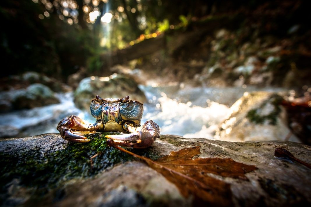 crab-3144581_1280