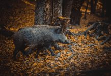 37-godišnjak s područja Gospića uhvaćen u krivolovu