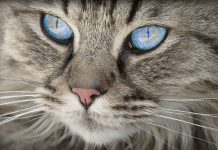 Mačja ljubav ili „veljačenje“